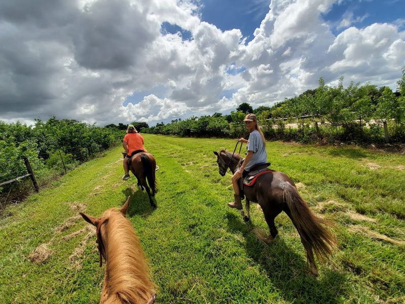 Equestrian Trails Where Horses Roam Free