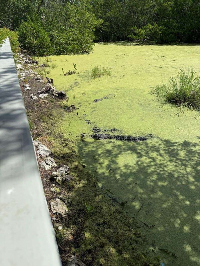 Swamp Buggy and Airboat Adventures Right on the Property