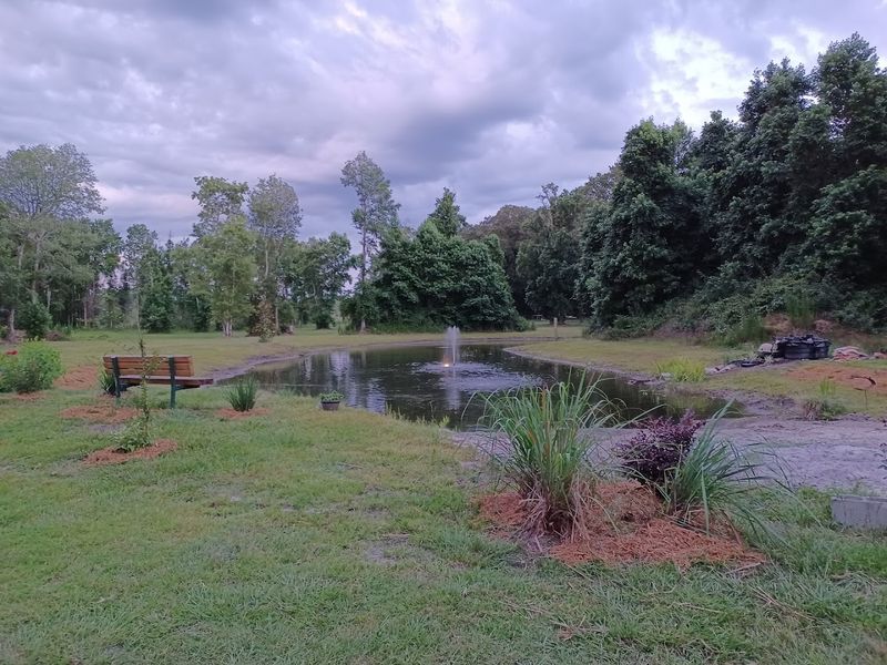 Pond Area with Fish and Turtles