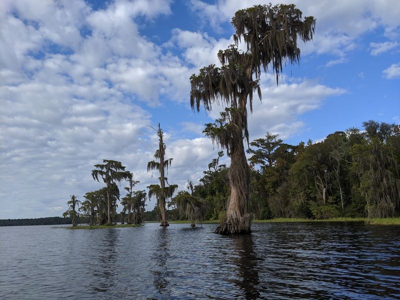 Cypress Swamps And Blackwater Creeks Harbor Hidden Wildlife