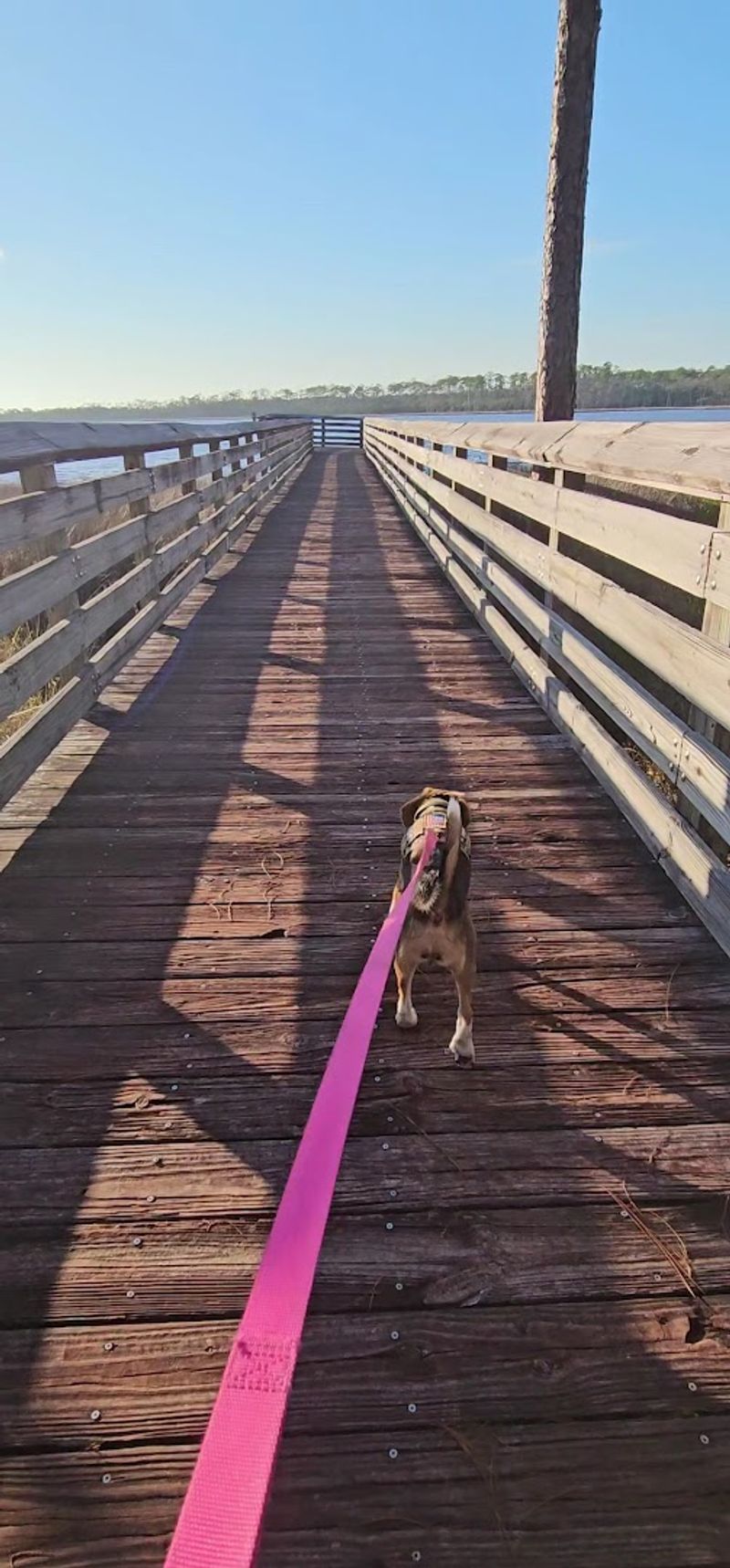 A Park That Welcomes Dogs Without the Usual Drama