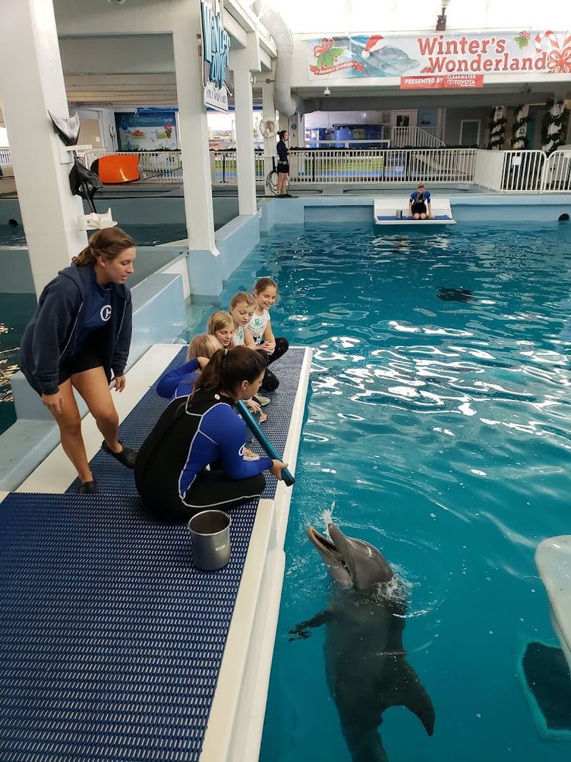Live Dolphin Training Sessions