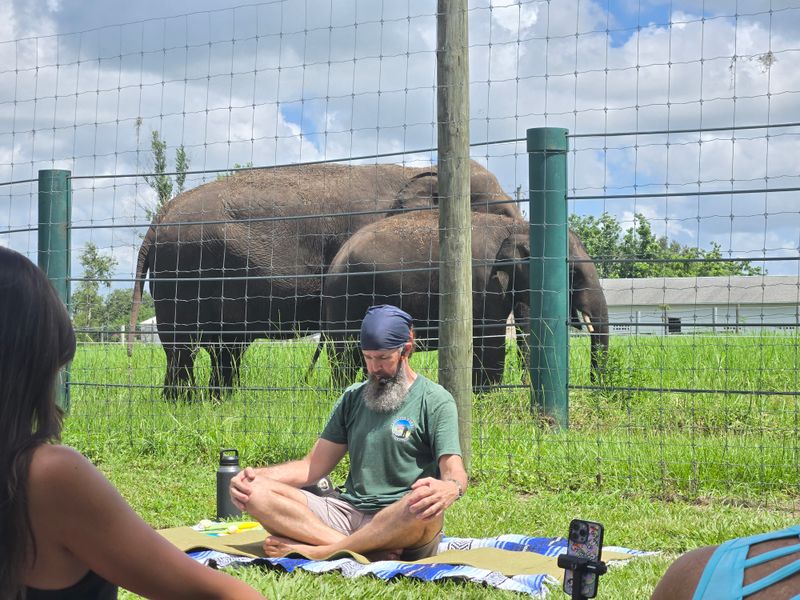 Yoga With Elephants