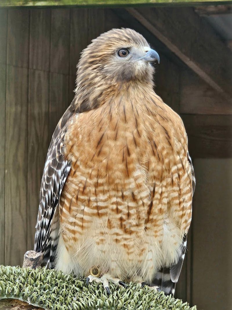 Resident Raptors: Hawks and Eagle