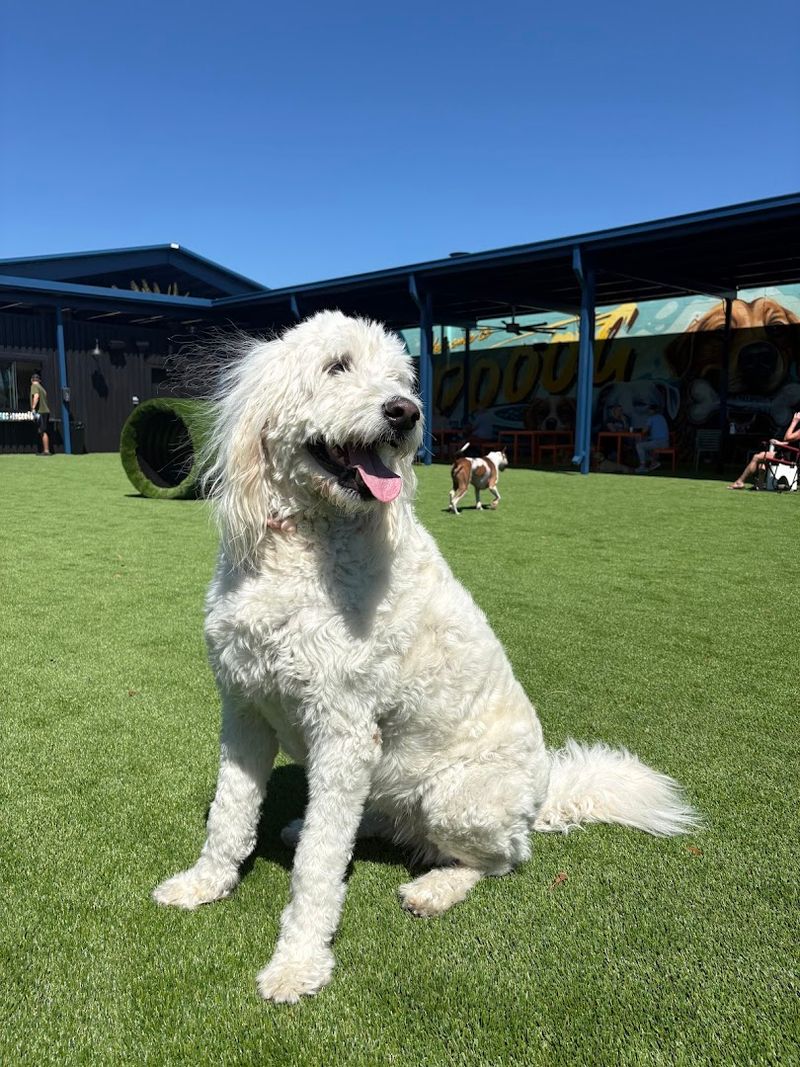 Kanine Social Dog Park Integration