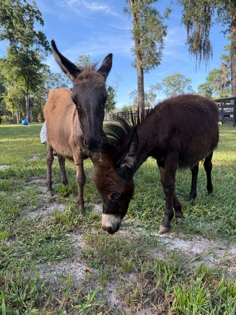 Got a Lonely Donkey at Home? Help Is on the Way