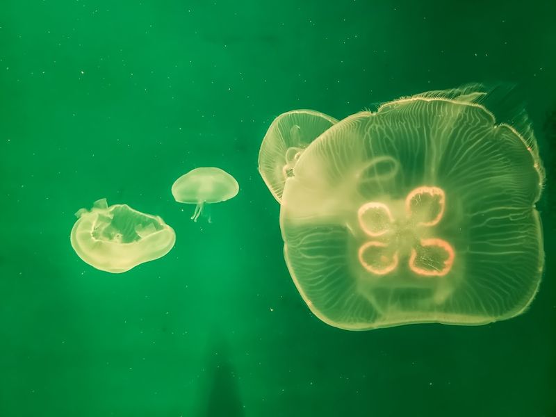 The Mesmerizing Jellyfish Nursery Gallery