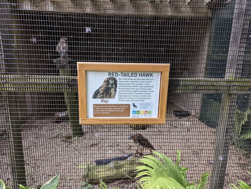 Rehabilitation and Release Stories