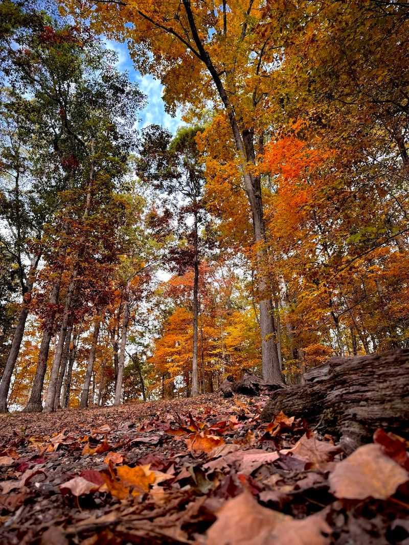 Wildlife, Forests, and Peaceful Nature All Around