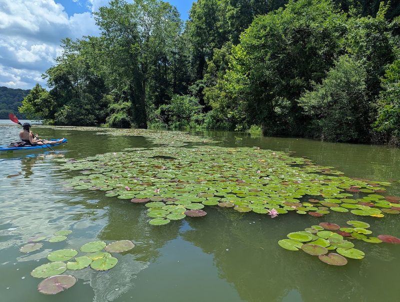 Peaceful Paddling On Burr Oak Lake