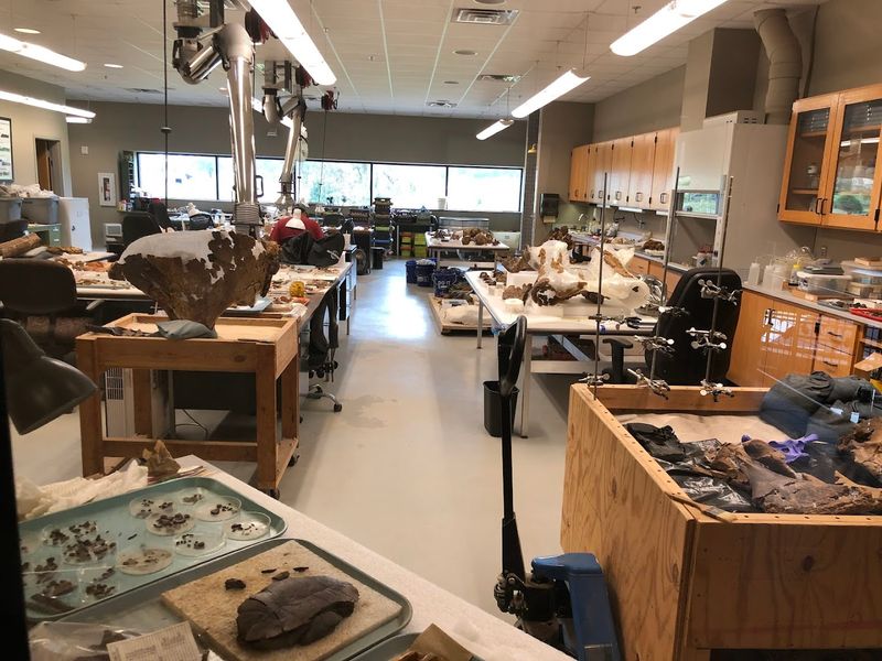 Visitors Can Watch a Real Active Fossil Dig in Progress