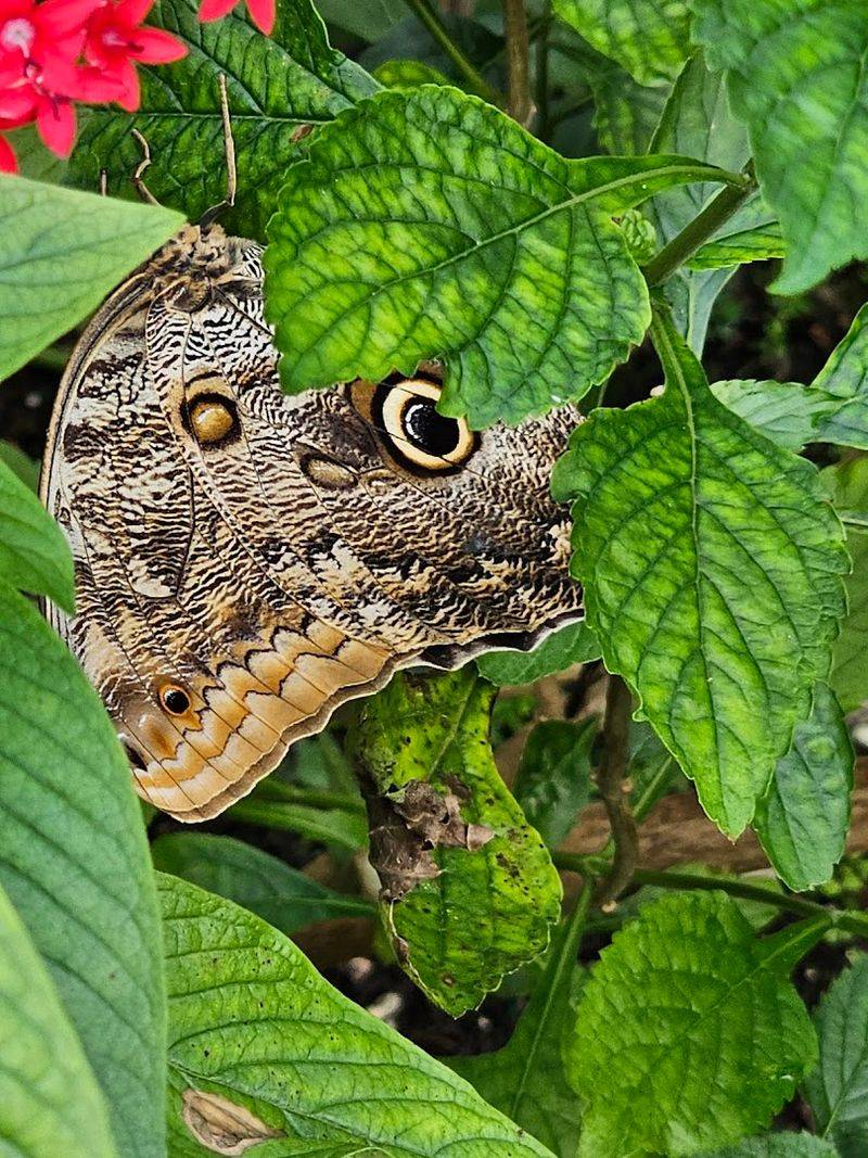 Butterfly Release and Family Moments