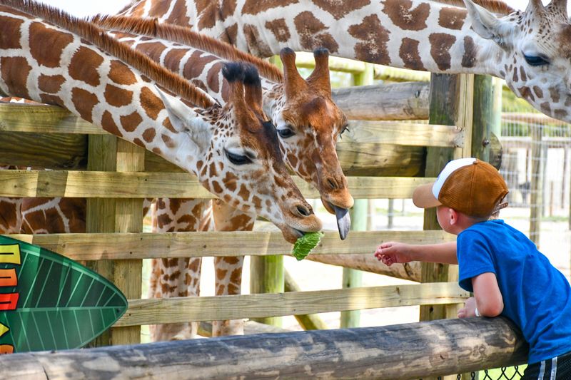 Hand-Feeding Towering Giraffes Up Close