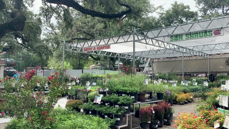 Plant Health That Puts Chain Stores to Shame
