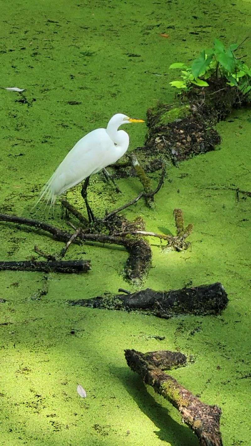Eagles, Gators, and Other Neighbors