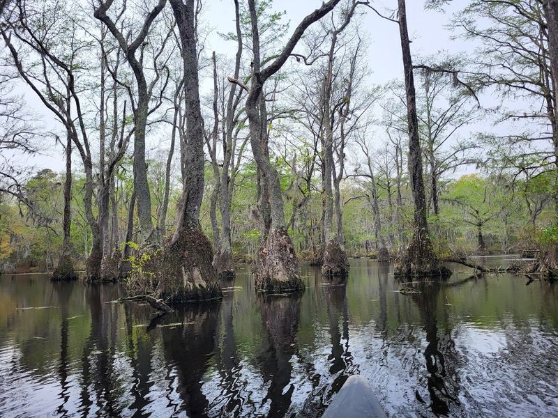 Merchants Millpond State Park (Gatesville)