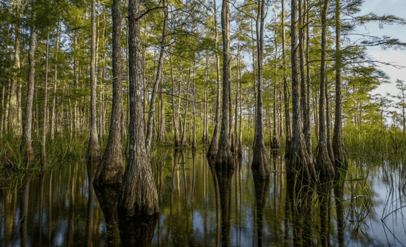 Big Cypress National Preserve (Ochopee)