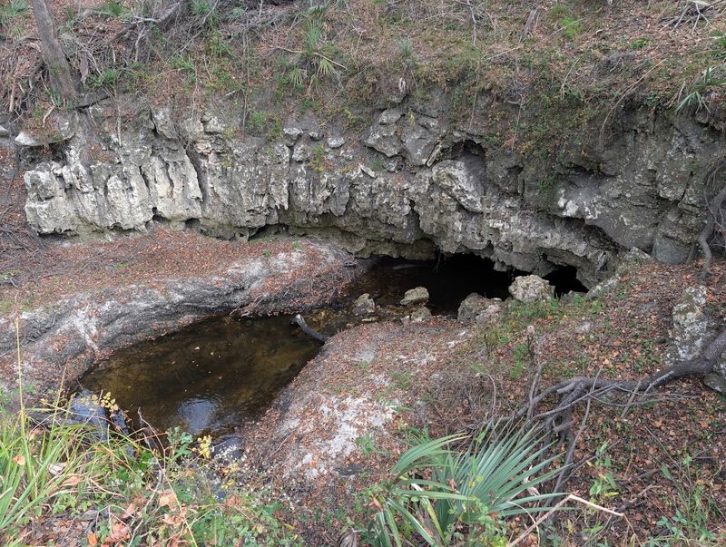 Camp Branch / Disappearing Creek (White Springs)