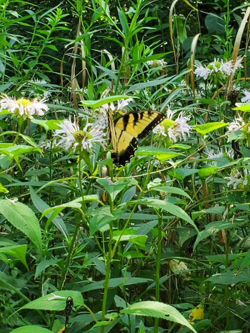 Wildlife And Birding