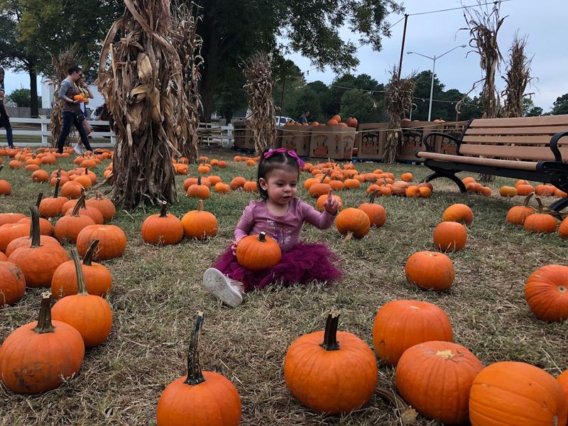 Seasonal Markets and Harvest Fair