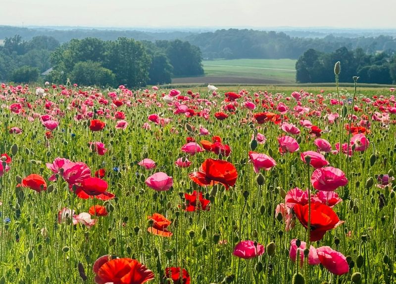 Why This Ronks Farm Leaves Such a Lasting Impression