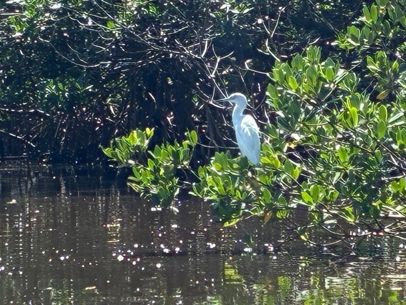 Spot Wildlife From Herons to Jumping Mullet