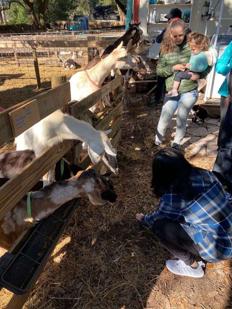 Volunteer as a Goat Nanny and Learn Farm Life