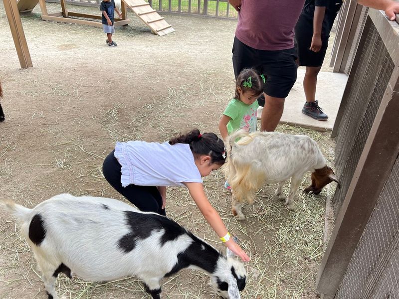 Goat Petting Zoo