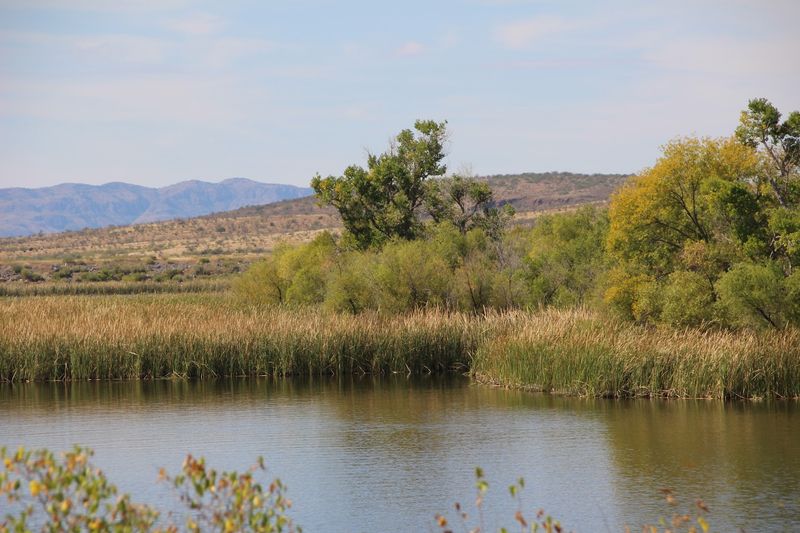 Birding Heaven on Sonoita Creek