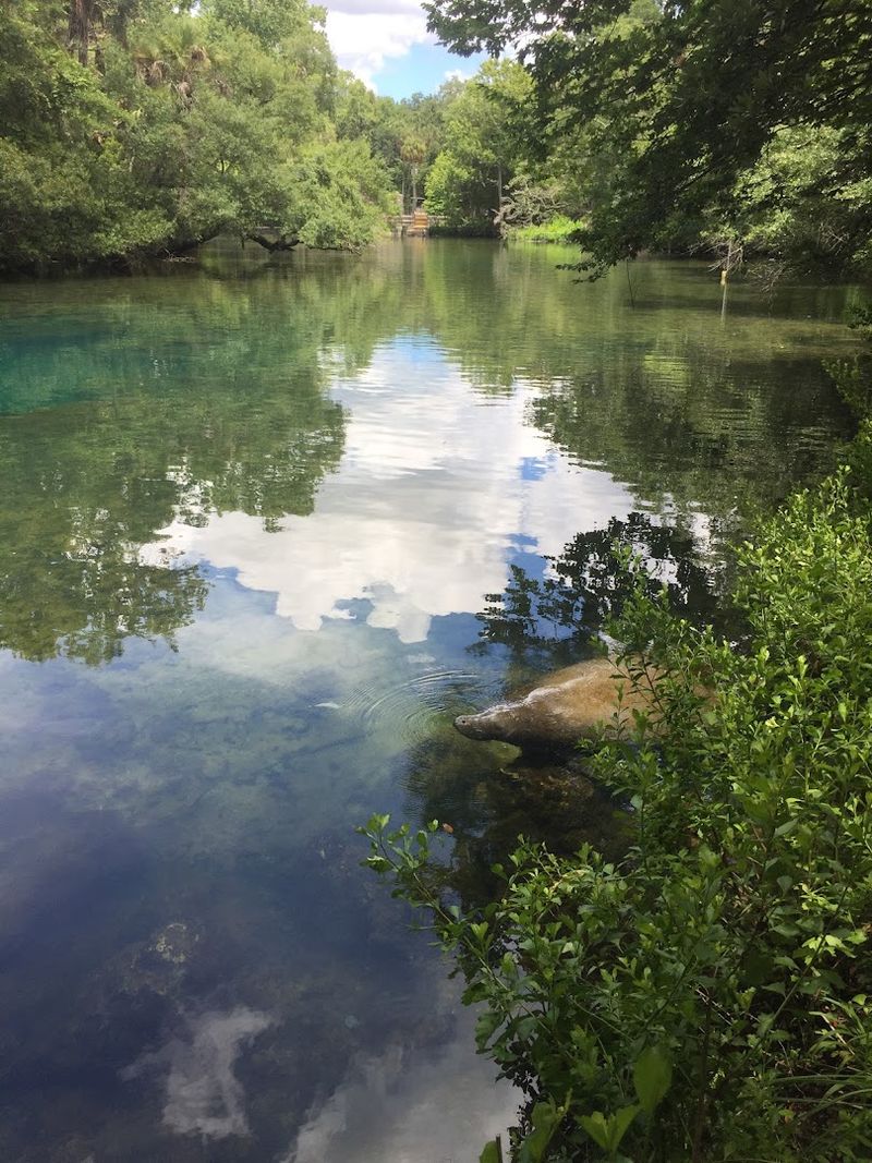 Homosassa River (Homosassa)
