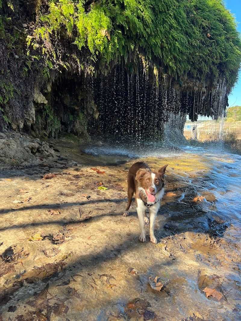 Dog-Friendly Adventure