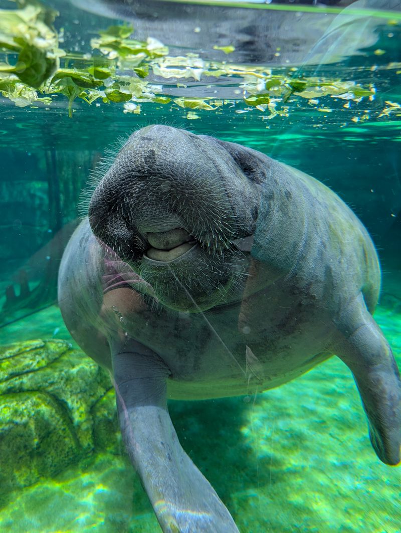Manatees and Otters: Gentle Giants and Playful Gliders