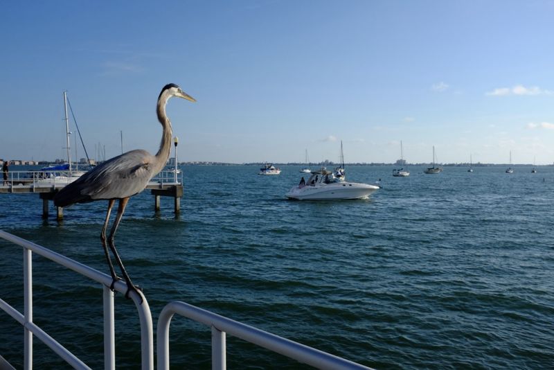 Boca Ciega Bay: The Natural Backdrop That Makes Everything Better