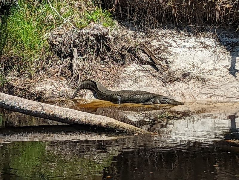 Wildlife You Might See