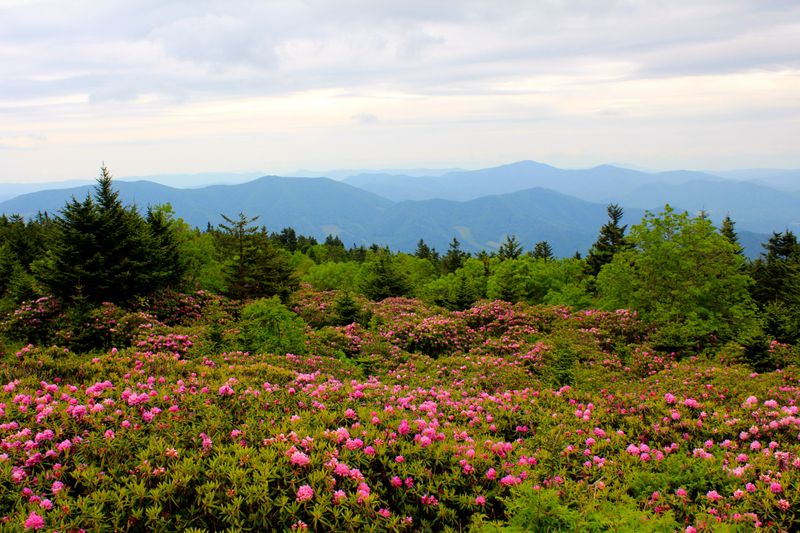 Roan Mountain State Park and Rhododendron Gardens