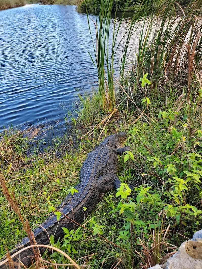 Walk The Anhinga Trail In Everglades National Park (Homestead)
