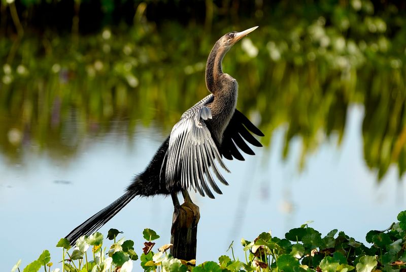 Birding Bonanza: What You Will Likely See