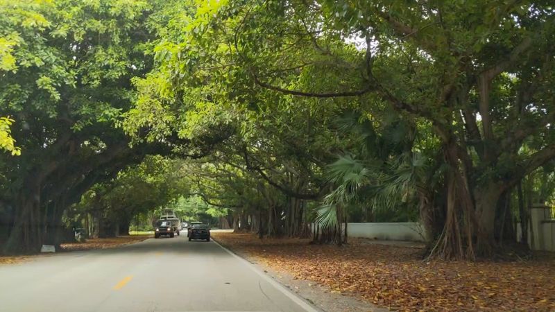 Old Cutler Road (Coral Gables)