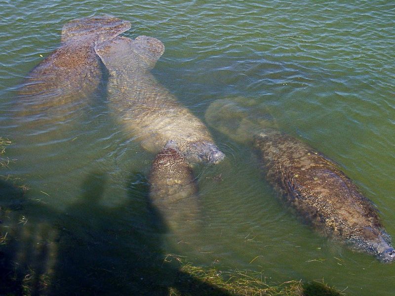 Manatee Viewing Spots Offer Gentle Giant Encounters