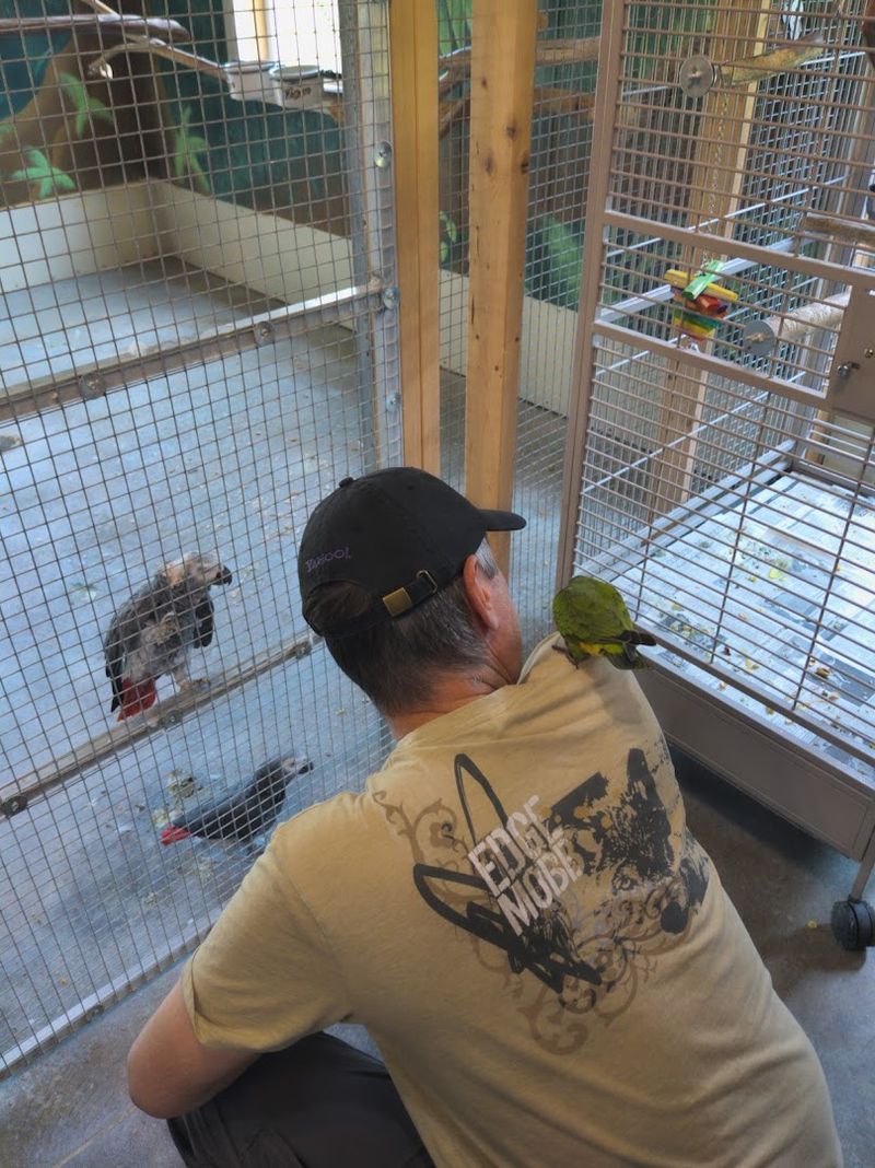 How Exotic Avian Sanctuary of Tennessee Became a Safe Haven in Hermitage
