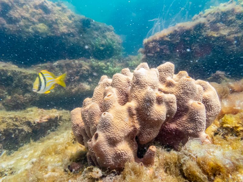 Snorkeling the Ruins