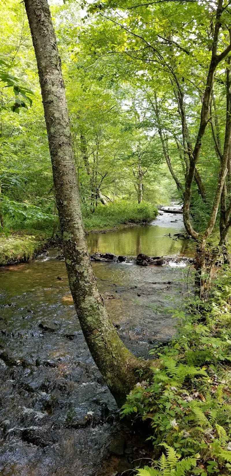 Solitude and the Sound of Prouty Run