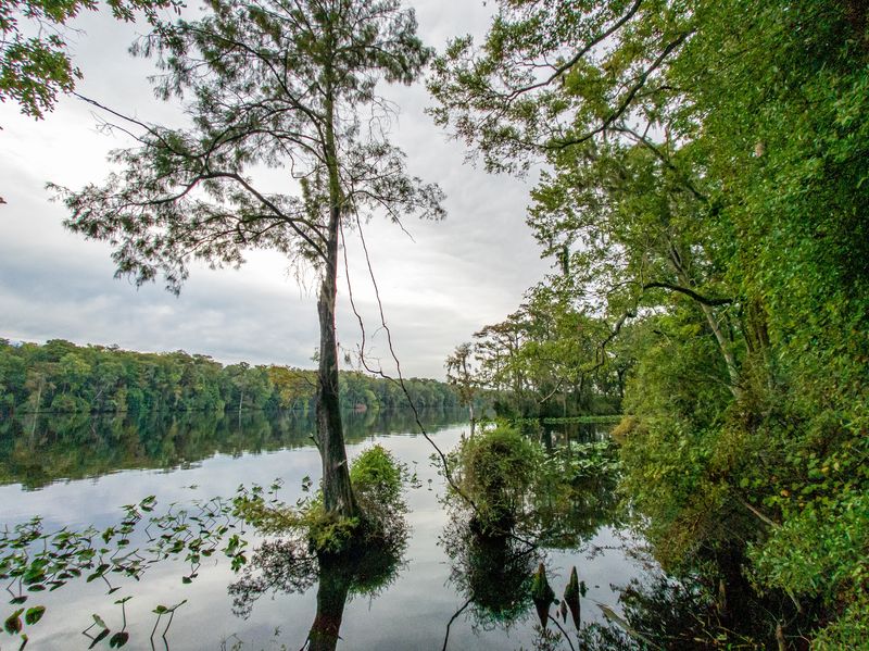 Suwannee River & Lower Suwannee Wetlands (North-Central Florida)
