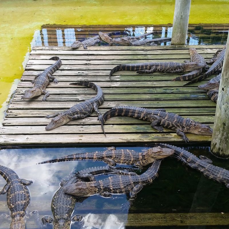 Gatorland (Orlando)
