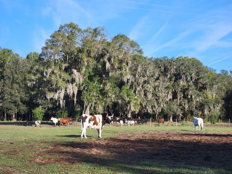 A Peaceful Setting Surrounded By Protected Forest