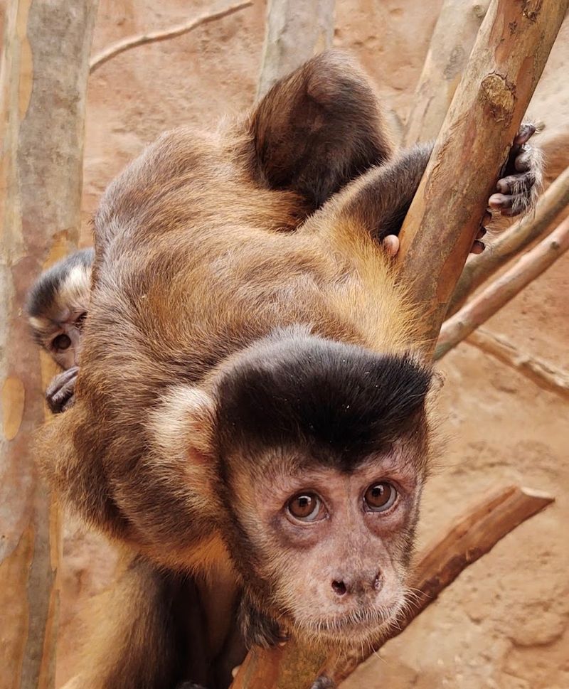 A Smoky Mountains Animal Attraction Unlike Any Other