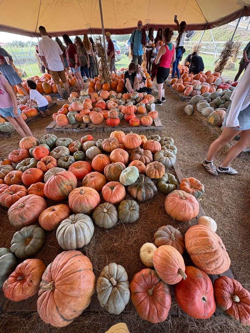 Hunsader Farms Pumpkin Festival (Bradenton) - October 10-11, 17-18 & 24-25