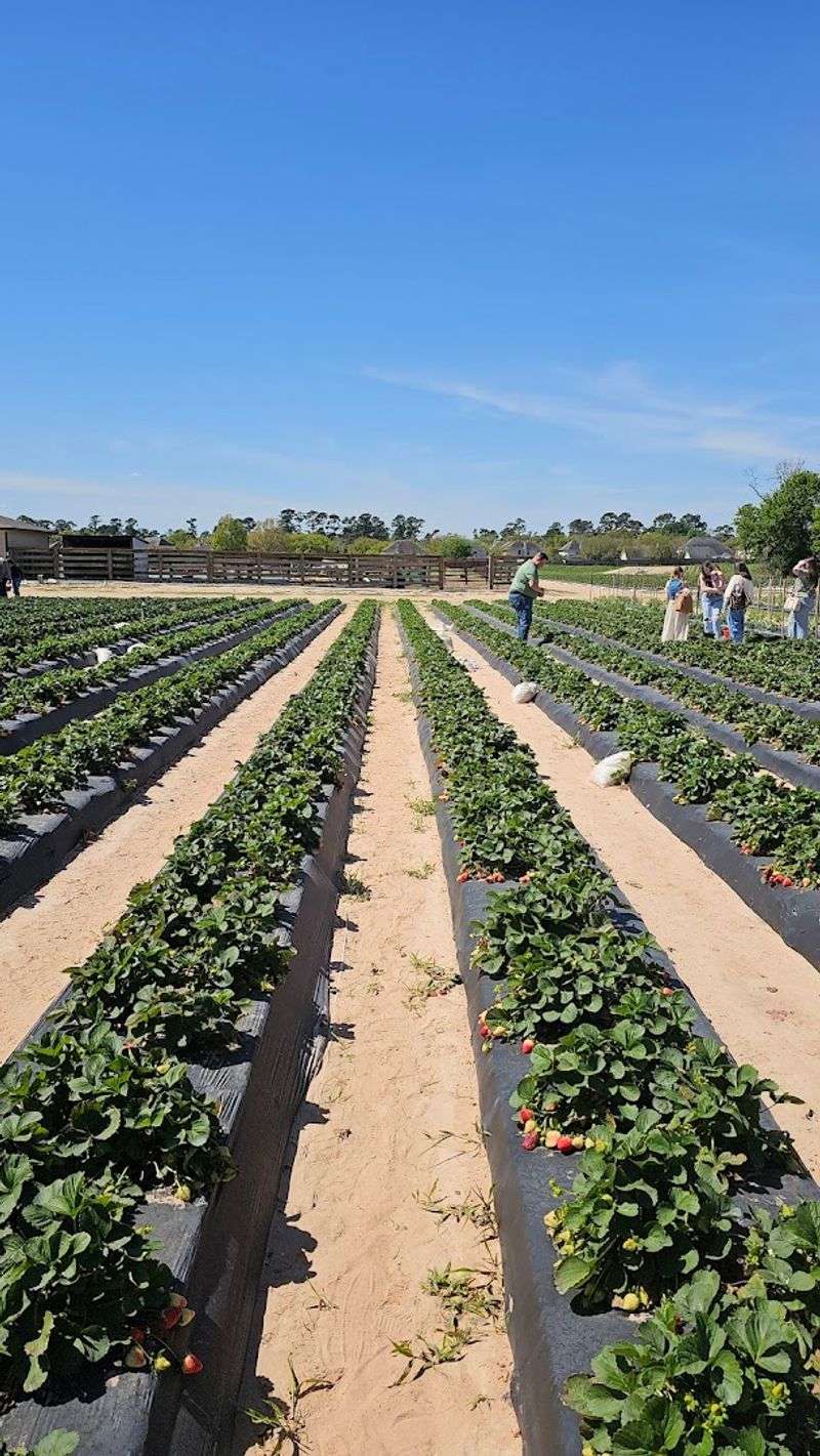 U-Pick Strawberry Fields That Stretch for Days