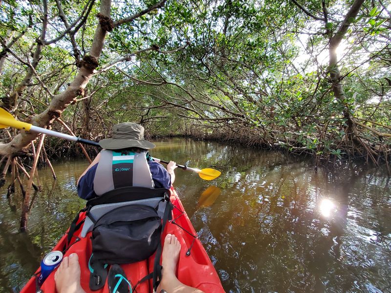 Kayak Trails That Wind Through Mangrove Wonderlands