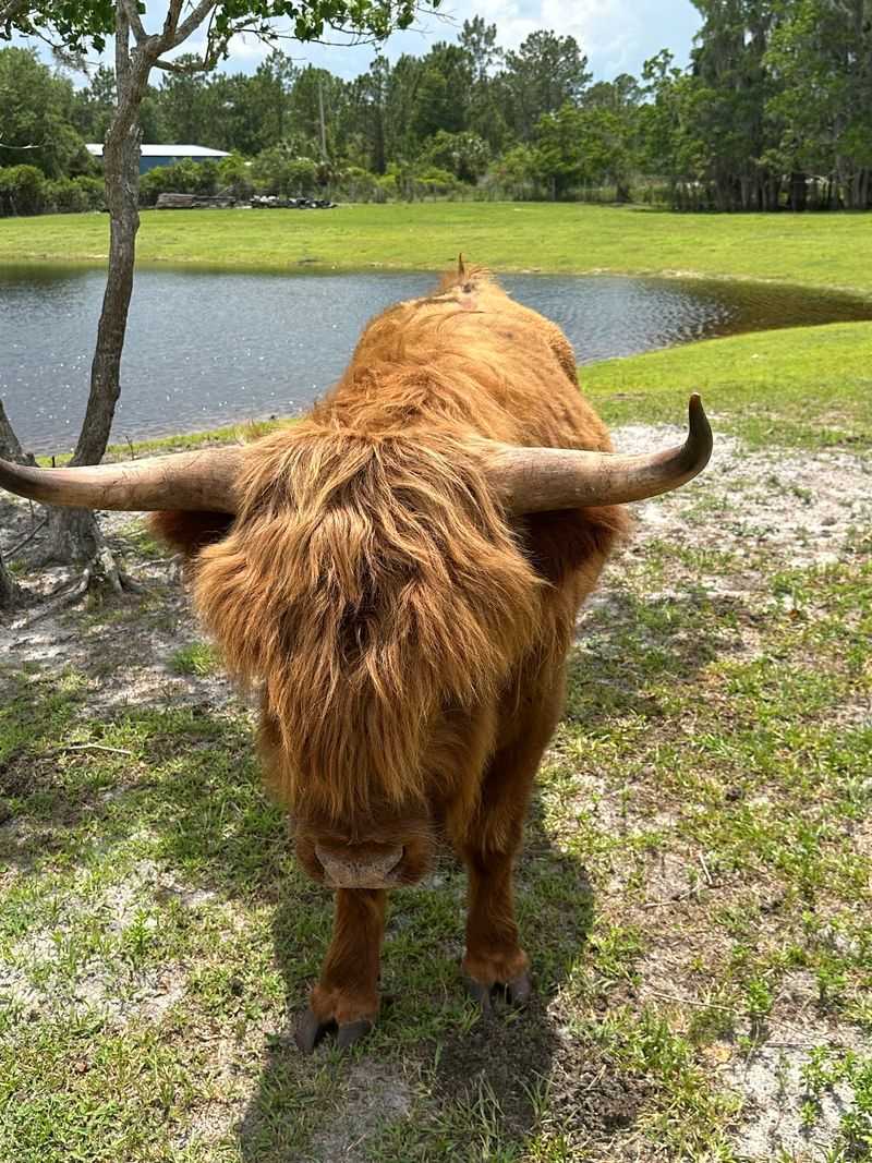Feral Ranch (Lake Helen)